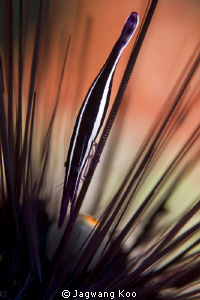 Sea Urchin Shrimp by Jagwang Koo 